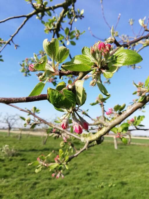'T Pekelhuis - Vakantiehuisje Op Boerderij Huize Blokland Hem Exterior foto